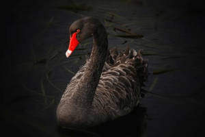 COVID-19 Black Swan